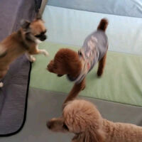 動画サムネイル