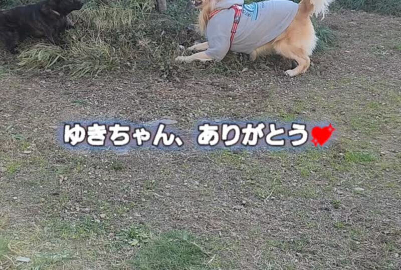 動画サムネイル