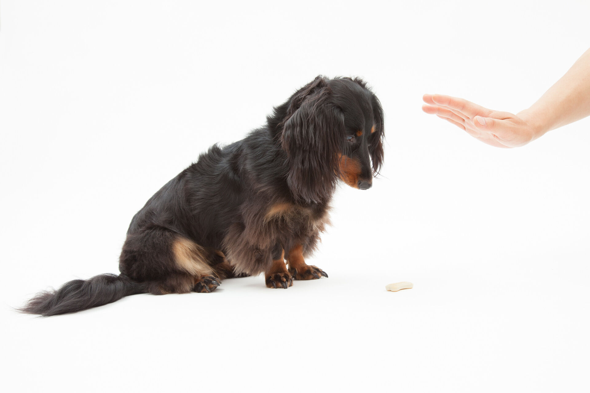 三木市 犬のしつけ教室