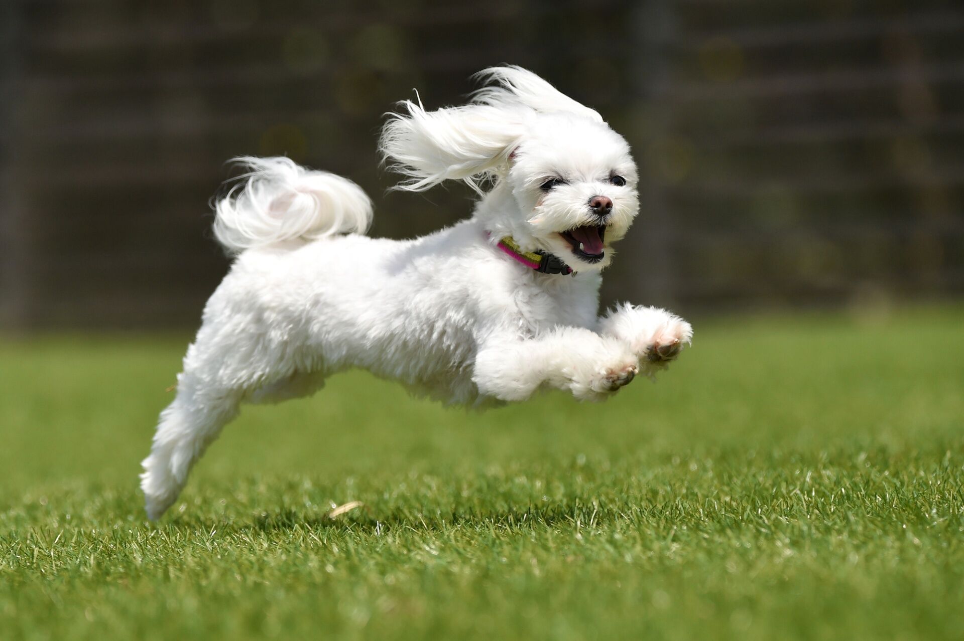 西脇市 犬のしつけ教室