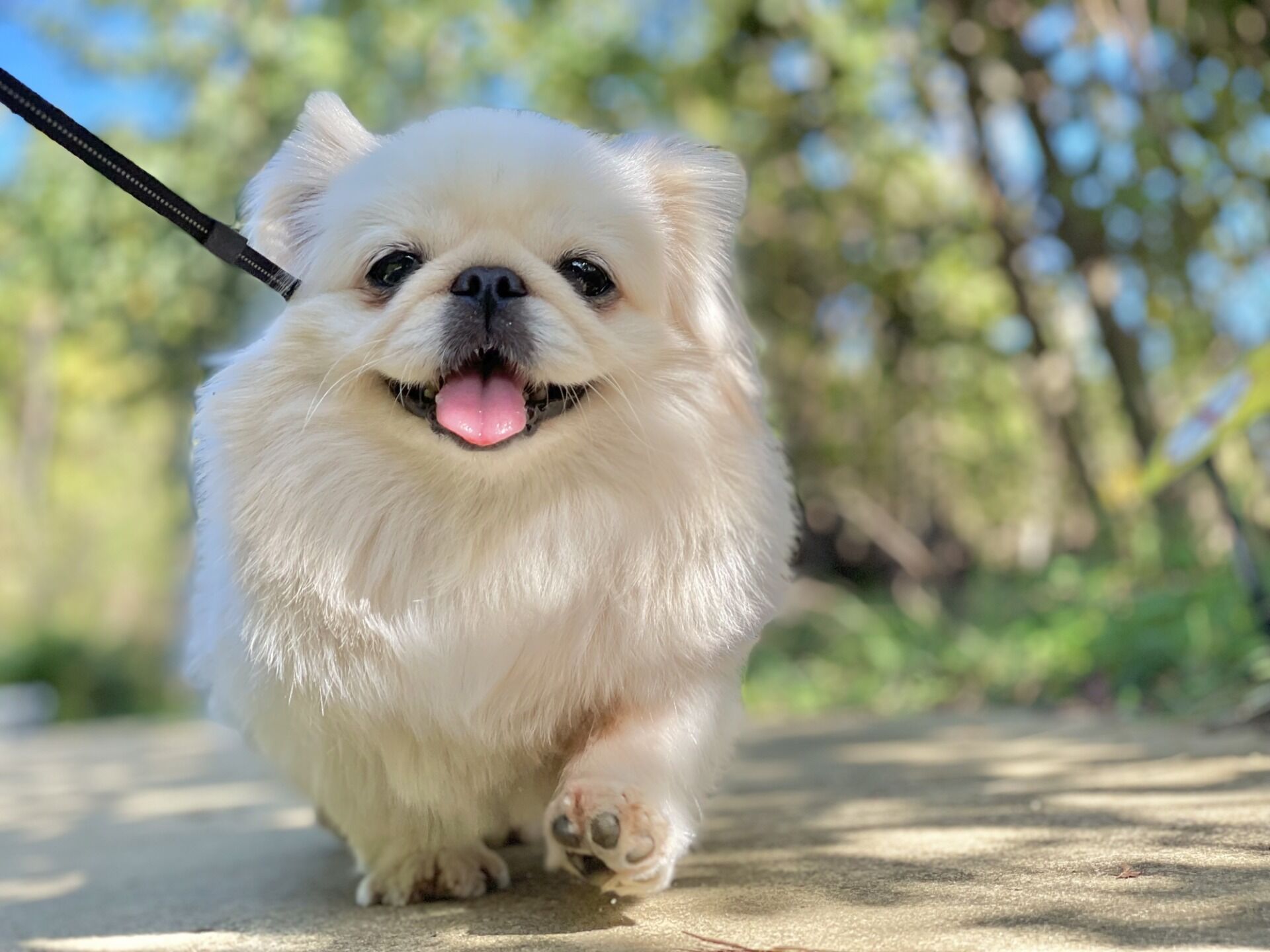 丹波市 犬のしつけ教室